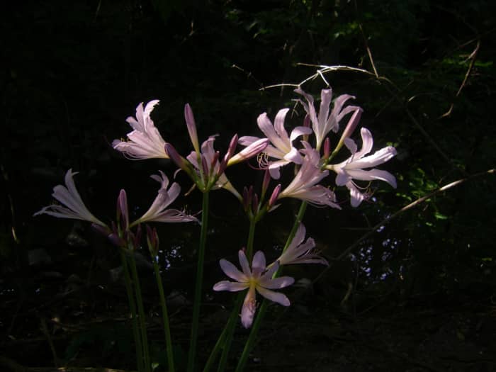 Magic Lillies