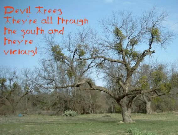 The clumps of green you see in this mesquite tree are mistletoe. Mistletoe is a parasitic plant that frequently grows in all trees in Texas. It becomes readily visible when the leaves fall off the trees.