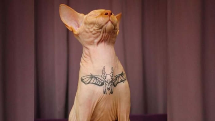 татуированный кот 