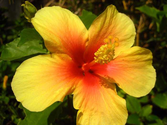 Exotic Hibiscus Flower