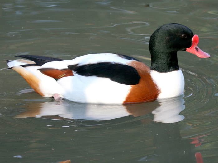 The adult male in full breeding plumage can be distinguished further by the knob at the top of his bill.
