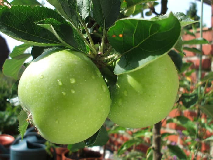 An apple a day keeps the doctor away. These apples are easily baked in a crockpot and made into a delicious dessert.