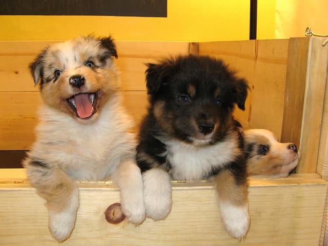 A whelping box provides the mother with a safe place and keeps the puppies safe when they are older.