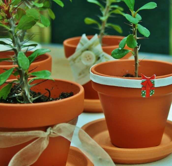 Plain or dressed up, crown of thorn cuttings make attractive decorations & great gifts.