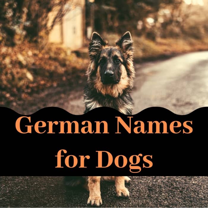 50+ Great Names From German Dogs of All Sizes - PetHelpful