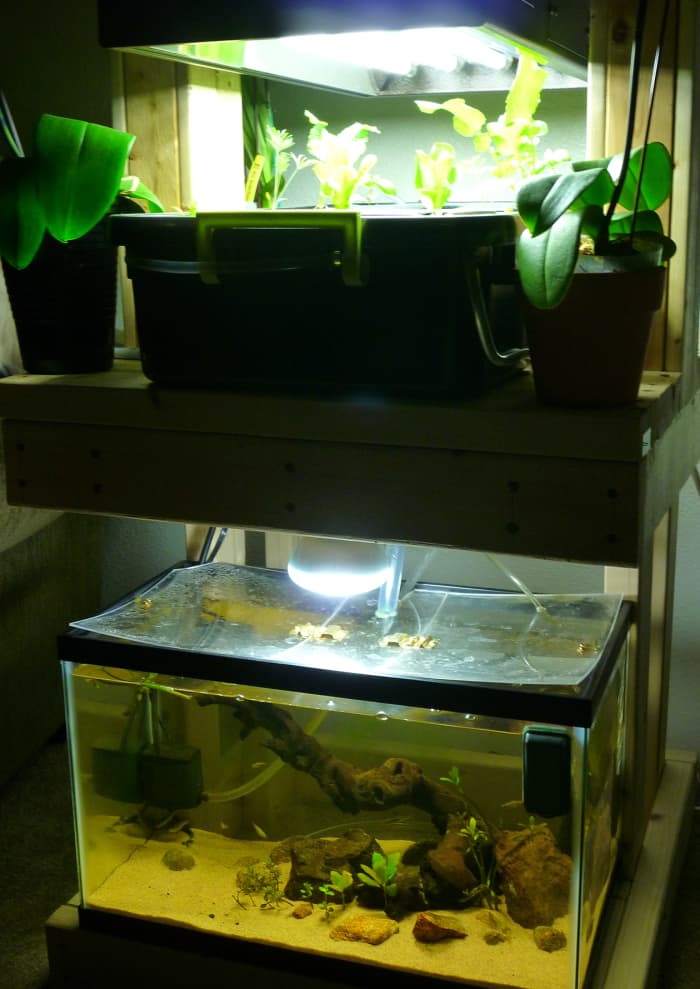 Aquaponics Setup: How to Build a Functioning System - PetHelpful