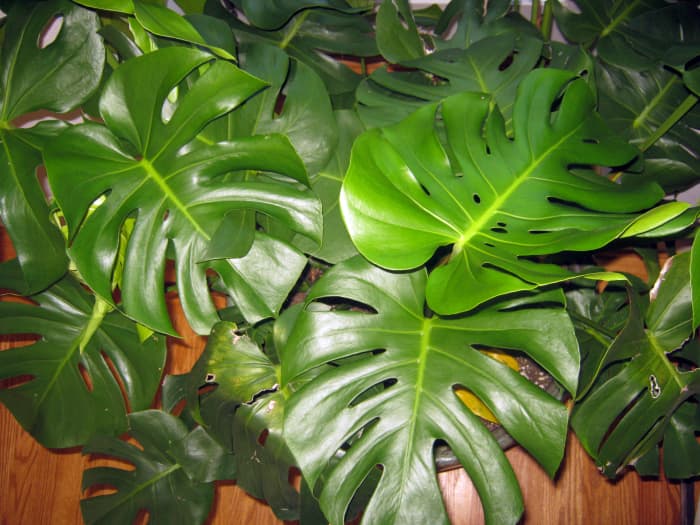 Easy Houseplant—swiss Cheese Plant Or Monstera Deliciosa Dengarden 8624