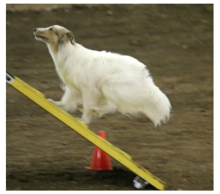 The author's sheltie, Jericho, charging with confidence up the A frame in the Novice (beginners) Class.