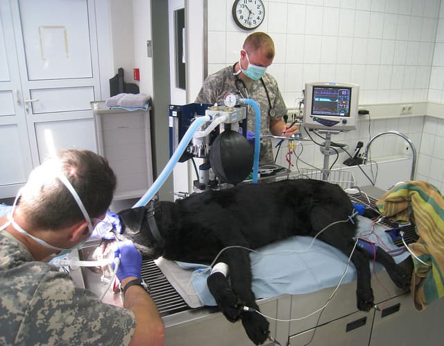 Part of good dog dental care is having your pet's teeth professionally cleaned.