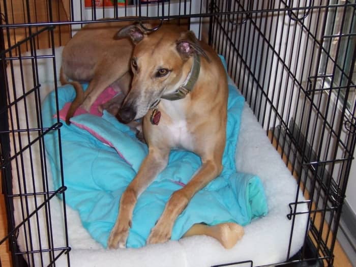 Crate training can be an effective tool for dog owners if done correctly, but it has some unfortunate downsides as well.