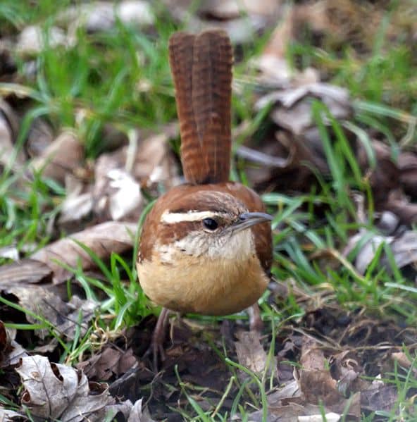 Carolina Wrens have a distinctive white eyebrow and upturned tail. Similar species include Bewicks Wren and House Wren.