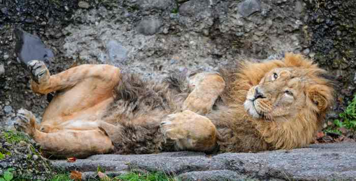 A cuddy big cat, the lion, lying on its back
