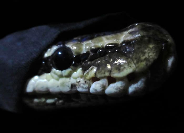Snakes are often one of those creatures whose poor reputation precedes them. Although some do get a bad rap for legit reasons, snakes are commonly just misunderstood creatures that are feared, hated, and killed on sight. This FAQ aims to change that.