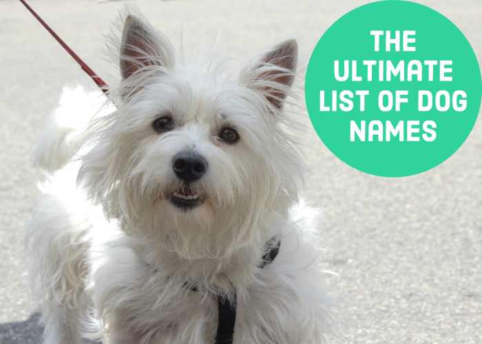 1500+ Dog Names by Color, Breed, Size, Origin, and Group HubPages