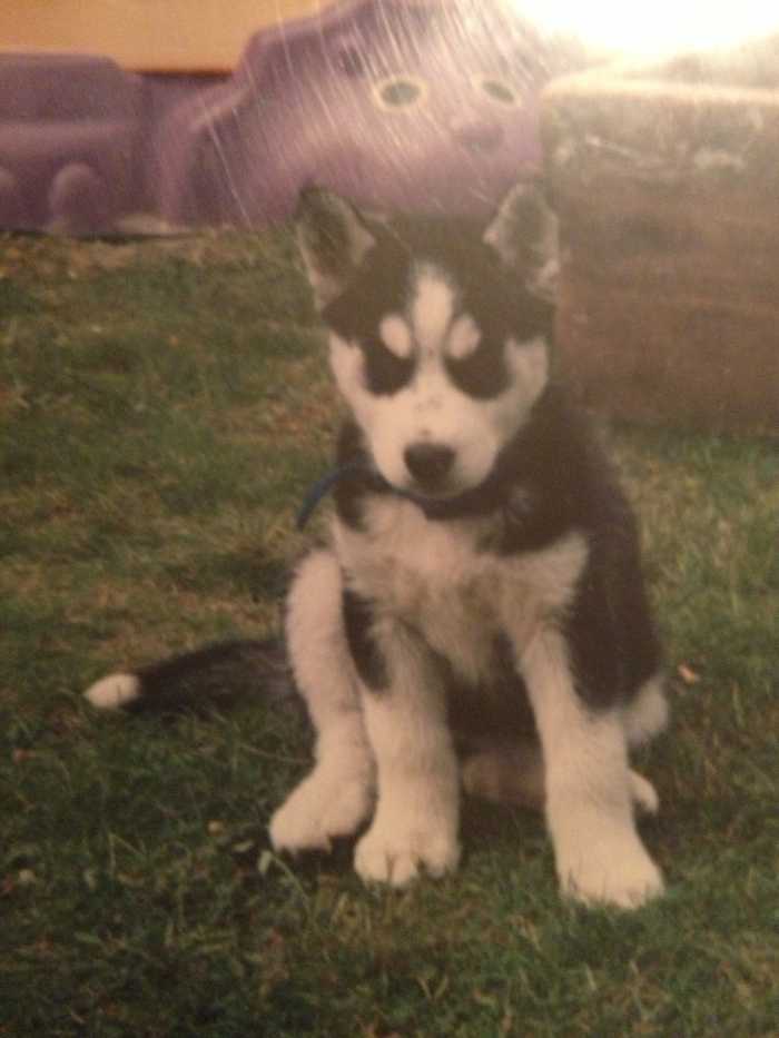 My Siberian Husky as a puppy.