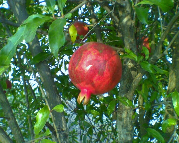 Here is a tasty-looking Pomegranate Wonderful, a nice backyard variety for the Southland.