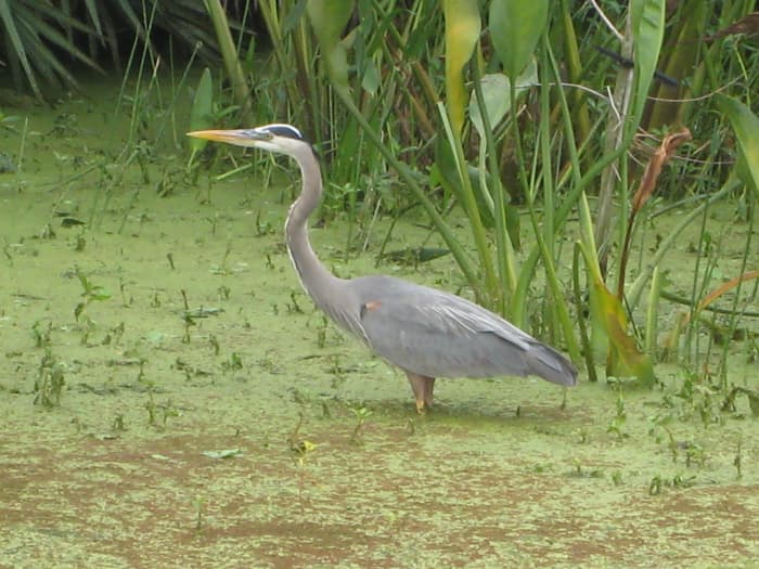 Florida's wildlife depends on the water supply to be there