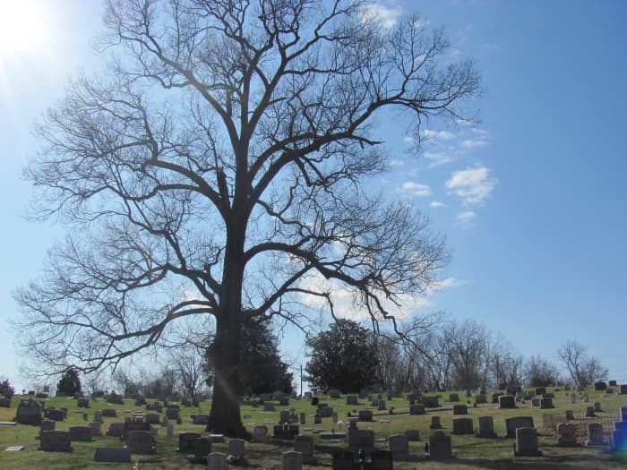 This beautiful old tree is a place to reflect in the company of relatives long gone