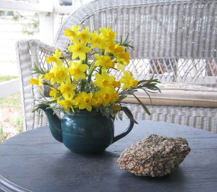 How to Plant & Grow Dwarf Daffodils A Tiny, Early Spring Flower