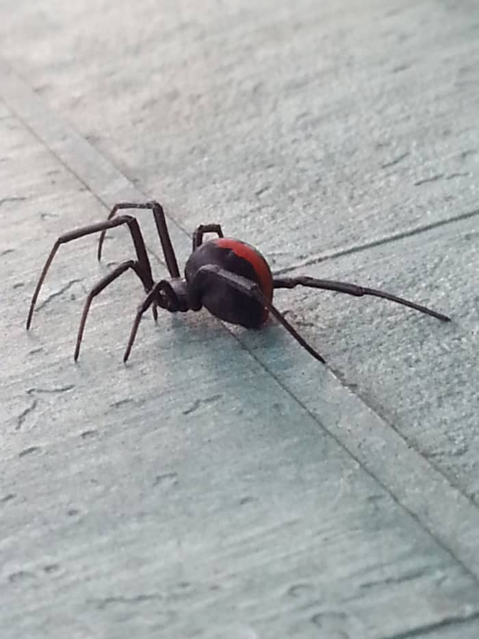 redback-spider-bite-my-symptoms-and-treatment-patient-s-lounge