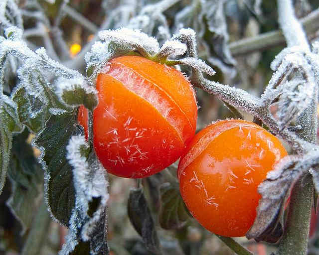 How to Protect Tomatoes, Peppers, and Eggplants From Frost Dengarden