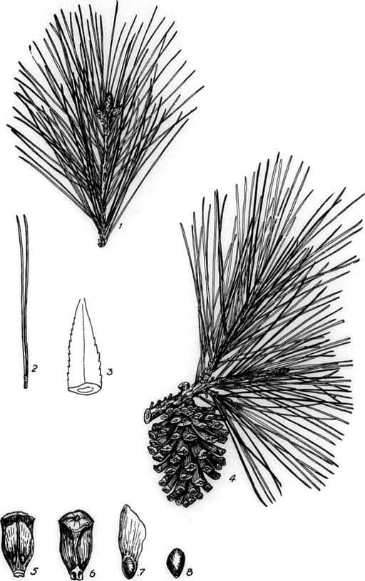 Length of needles is an important consideration when selecting needles to use for basket making.
