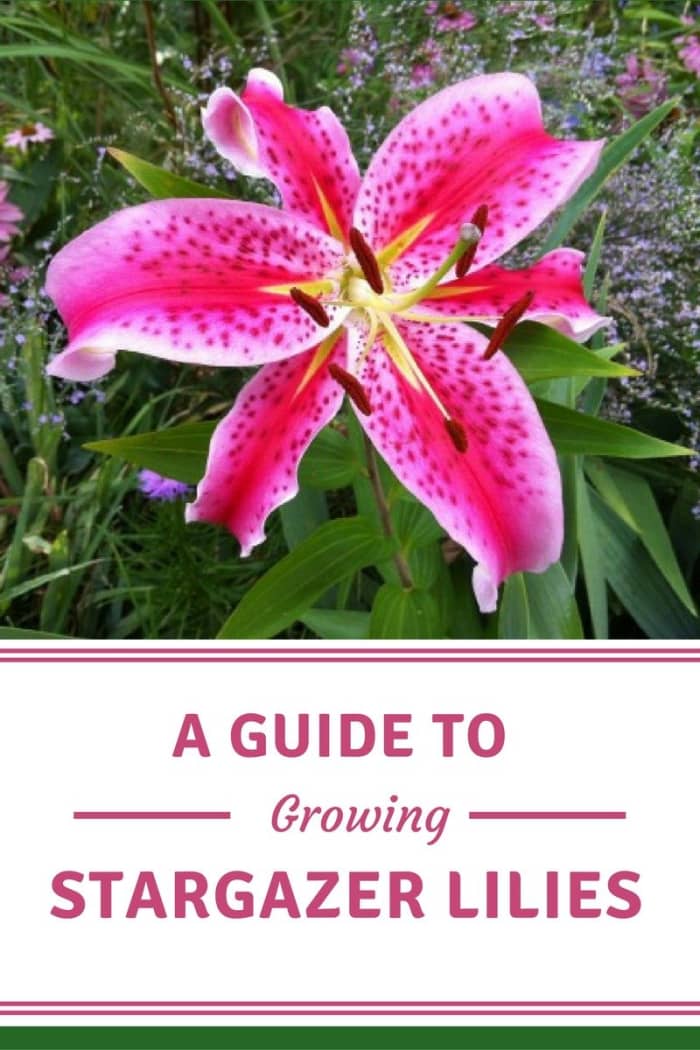 A Guide to Growing Spectacular Stargazer Lilies