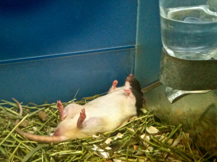 Поиск дешевых клеток для домашних крыс может быть сложной задачей для новичков, но становится все проще!