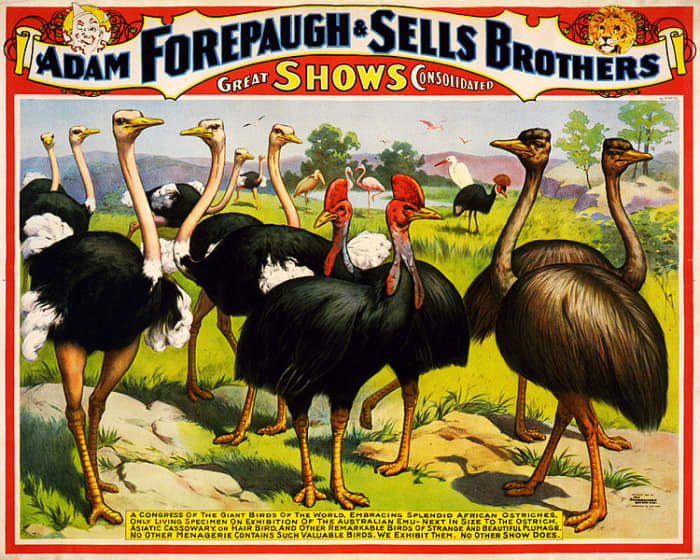 A couple of centuries ago, these African birds were considered so exotic and strange that they were regularly 'exhibited' at travelling fairs, alongside the 'freak' shows' and 'amazing wonders' type of entertainments popular at the time.