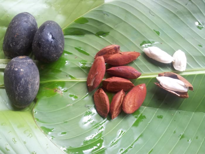 Fresh galip nuts with outer dark purple-black pith, the kernel with brown covering and the edible yellowish-while nut inside