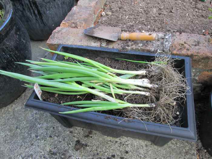 How to Sow, Plant and Grow Green Onions, Scallions Seeds in Containers