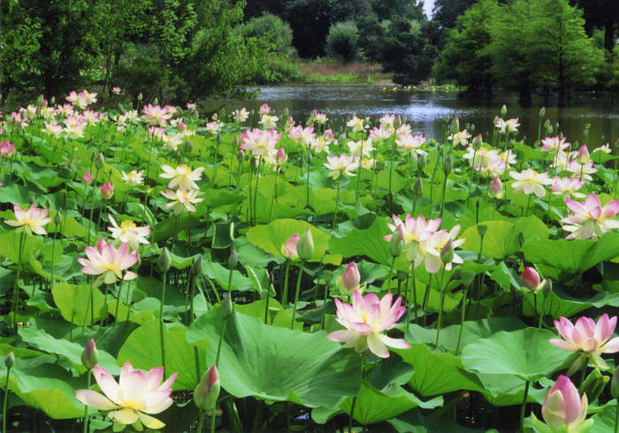 Lotus plants grow in water.