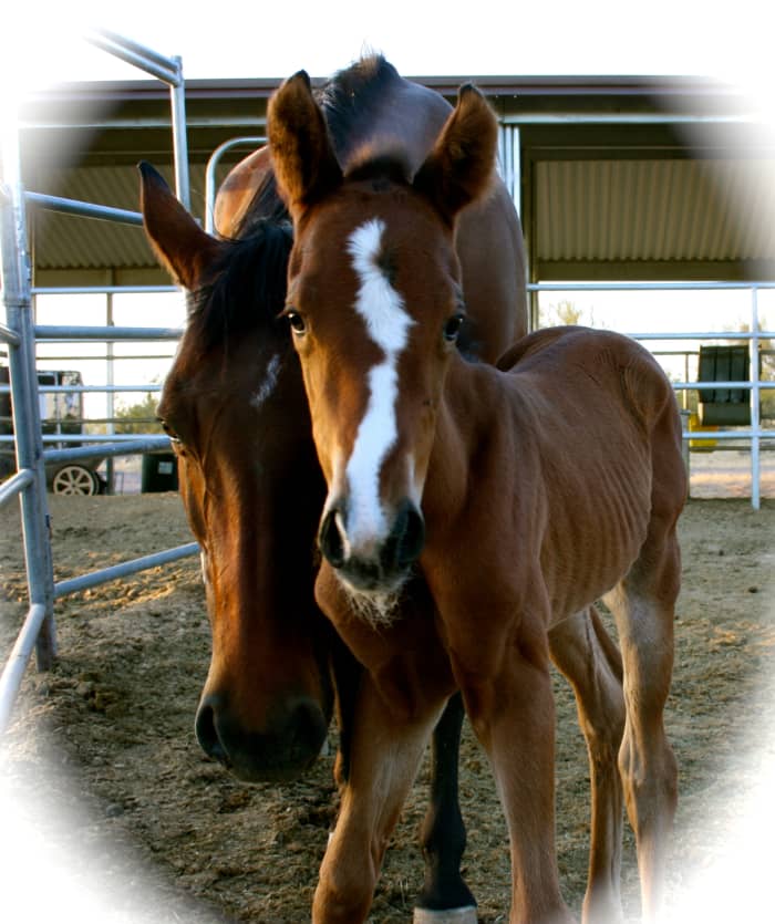 Smart Lil Poppy makes her grand entrance after a 367-day gestation period.
