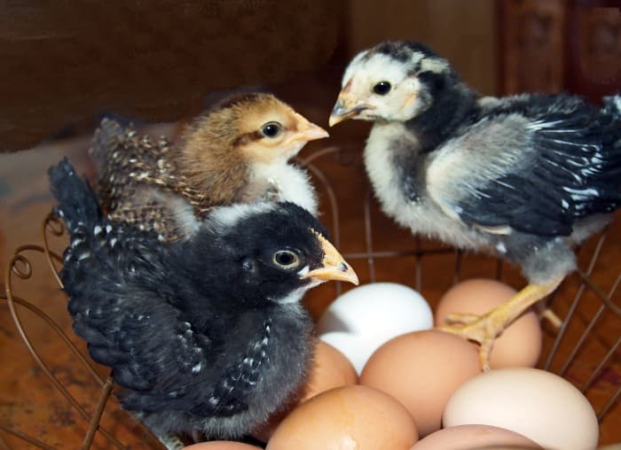 We raise farm fresh eggs; these are our first chicks. The one on the right turned out to be a rooster.