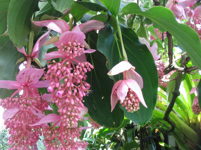 A beautiful lush pink lantern, also known as Medinilla magnifica, in bloom.