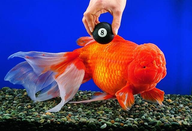 Bruce is a 3 pound 15 inch long fancy goldfish living in China. He holds the record for the biggest Oranda goldfish.