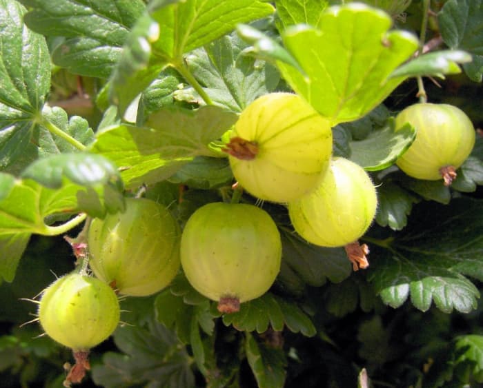 Gooseberries (Ribes uva-crispa) Photo attribution license: http://creativecommons.org/licenses/by/2.5/