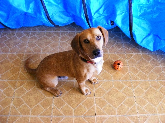 Does your dog follow you everywhere as if he were your shadow?