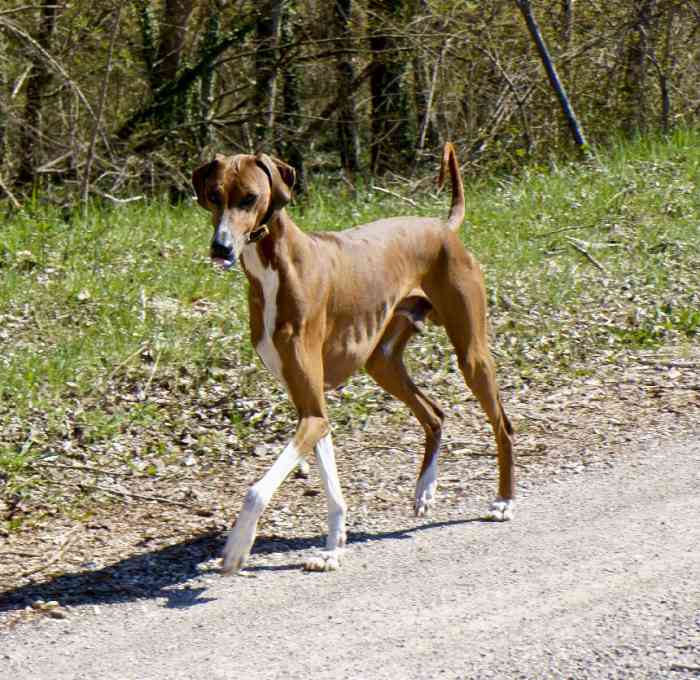 The 5 Best Dog Breeds From Africa PetHelpful