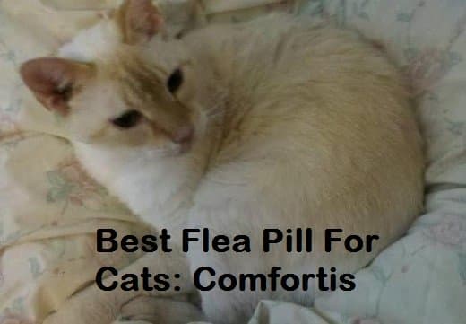 A cat with fleas feels uncomfortable. If you live in a warmer climate or if your cat goes in and out, you may have to work extra hard to fight them.