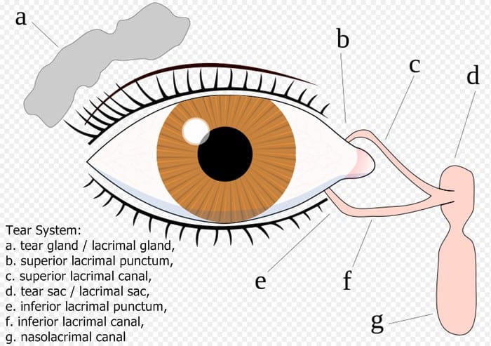 The tear system. (Key added to the image by Alison Graham)