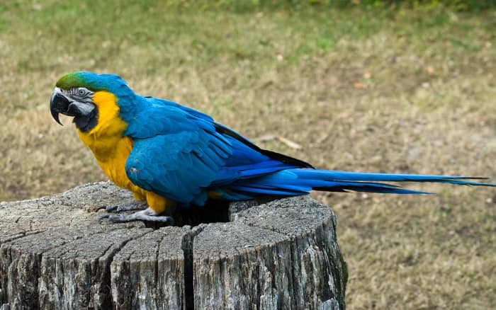A Blue-and-yellow Macaw (also known as the Blue-and-gold Macaw) at Los Angeles Zoo, California, USA. What would you name this bird? Maybe Scallywag?