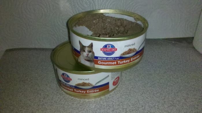 If your cat is not eating, you need to try a soft, canned food. Worry less about nutrition at this point and go for taste and appeal.