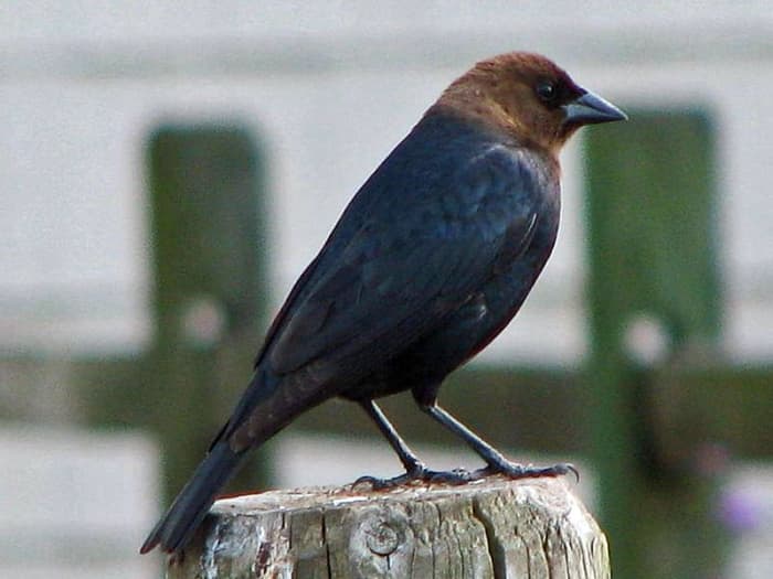 Unusual, Strange, and Weird Birds of North Carolina - Owlcation