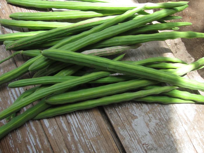 Sahjan or Moringa Pods