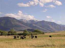 The apothecary maile meloy image