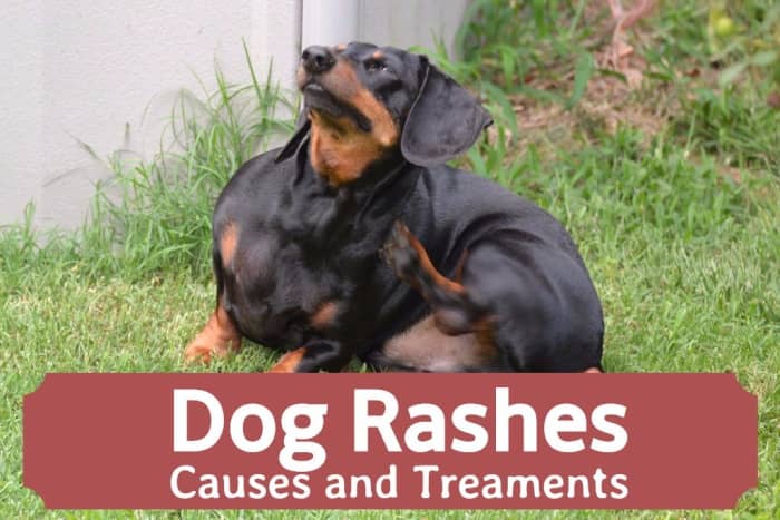 Dog Skin Rashes Symptoms Causes And Cures Pethelpful