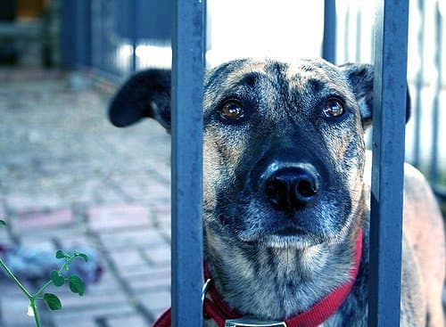 There are things you can do to help your dog when you leave her alone.