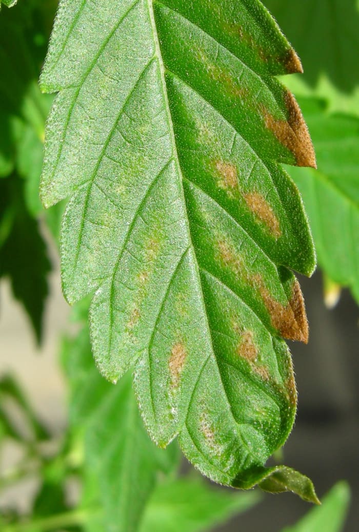 Excesivo de fertilizantes daño