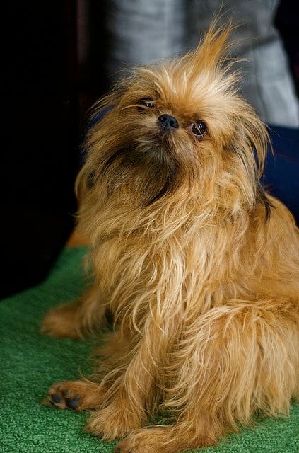 What, me worry? No Alfred E. Neuman is not a dog, not even a Brussels Griffon.